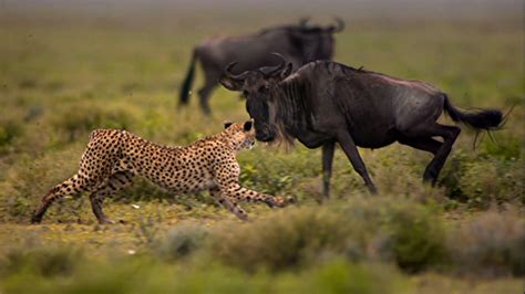Discovery Channel Animals Wallpapers - Wallpaper Cave