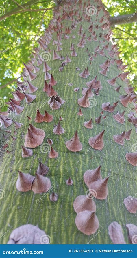 Thorn Tree Bark Covered In Pointy Thorns Chorisia Speciosa Stock Image