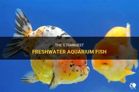 The Strangest Freshwater Aquarium Fish Petshun