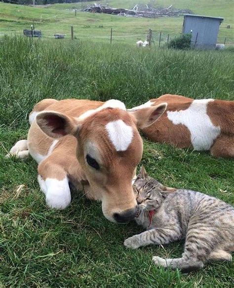Cow cat is one of the normal cats, and a fast cat in both attacking and speed. Cat and cow are friends. : aww