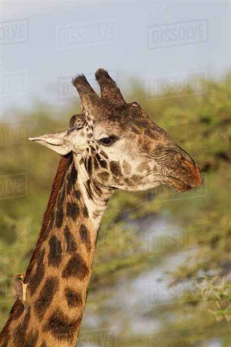 Bull Masai Giraffe Head And Neck Shot Close Up With Ox Pecker Bird On Lower Neck Ngorongoro