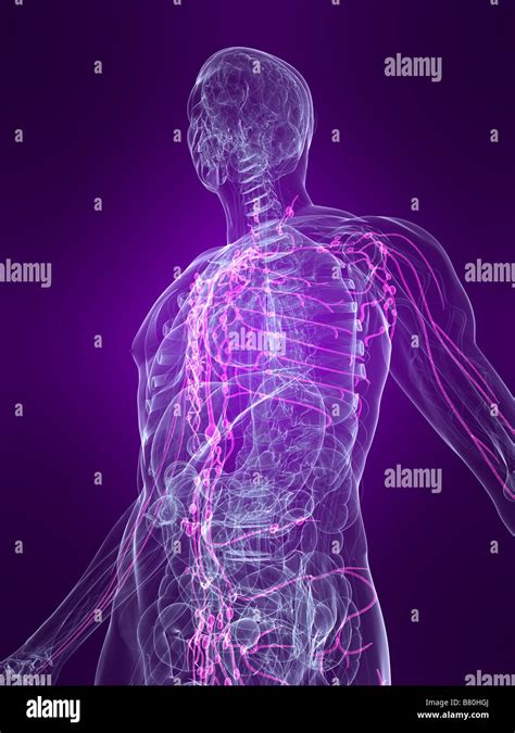 Highlighted Lymphatic System Stock Photo Alamy