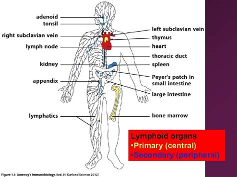 4 Anatomy Of The Immune System Ii Immunology