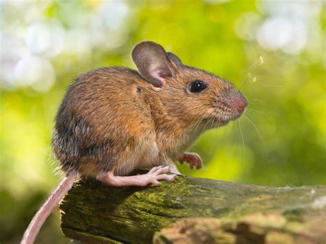 Captivating Facts About Mice That Will Leave You Amazed Animal Sake
