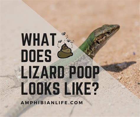 What Does Lizard Poop Look Likepictures Amphibian Life