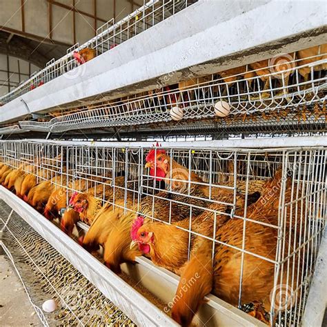 How To Start Poultry Farming At Home Farming Mania