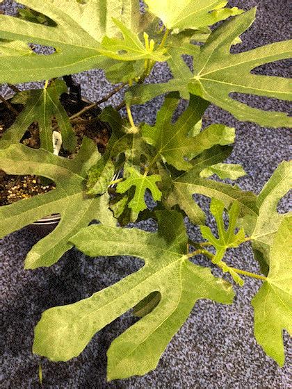 The company's line of business includes operating nursery's that produce ornamental plants and other nursery products. Citrus in hanging baskets from Record Buck Farms . They ...