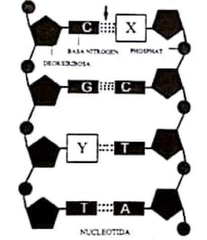 Perhatikan Gambar Dna Berikut Ini Pernyataan Yang Tepat Berkaitan