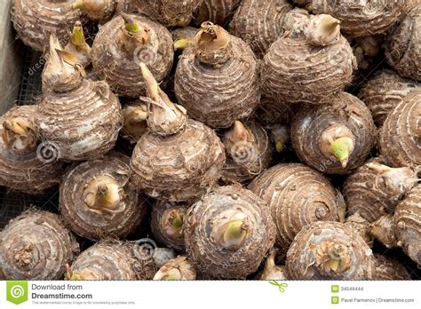 I'm going to walk you through the process we use for digging and storing our dahlia tubers. Kolokaziya edible stock photo. Image of sale, shop, plant ...
