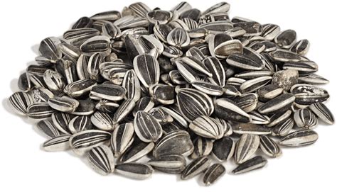 Sunflower Seeds PNG Transparent Image Download Size 1499x858px