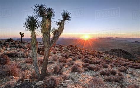 Joshua Tree Sunrise Atop Ryan Mountain California America Usa