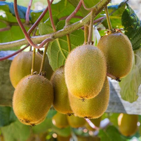 We did not find results for: Fruit Trees » Store » Tomorrow's Harvest by Burchell Nursery