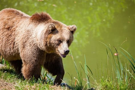 Bear Bavarian Wild Brown · Free Photo On Pixabay