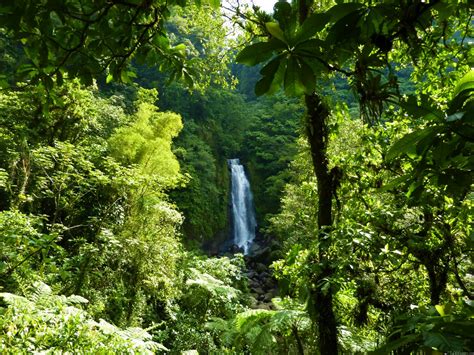 Rainforest Waterfall Image Abyss