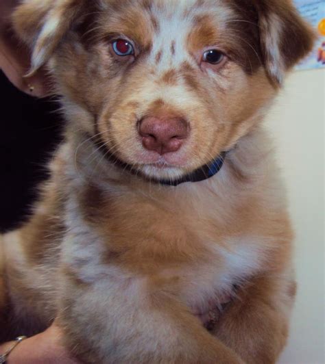 shamrock rose aussies puppies 8 weeks old