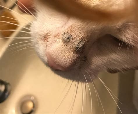 My Cat Has Small Black Lumps That Look Like Scabs On The Bridge Of