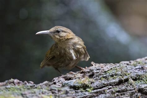 Birds Of Asia Focusing On Wildlife