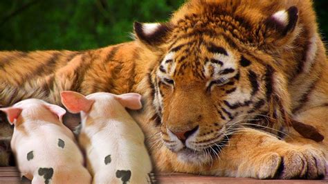 Baby Pig Feed By Tiger Cute Tiger Cub Feeding Milk