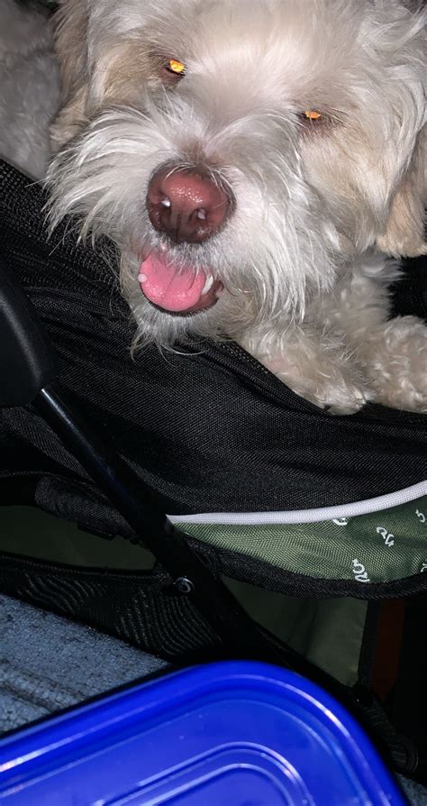 My 1 Year Old Maltipoo Has A Bump On His Muzzle And One On His Tongue