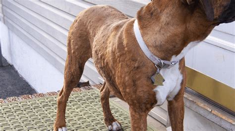 Dogs With Hives Tips For Treating Hives In Dogs All About Dogs
