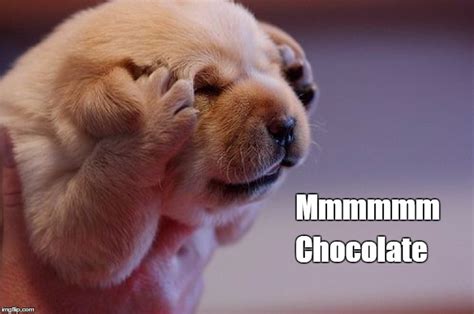 Puppy Loves Chocolate Imgflip