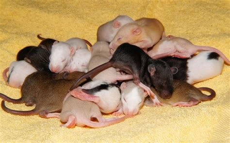 Baby Rat Care 6 Basics To Know When Caring For Newborns Animallama
