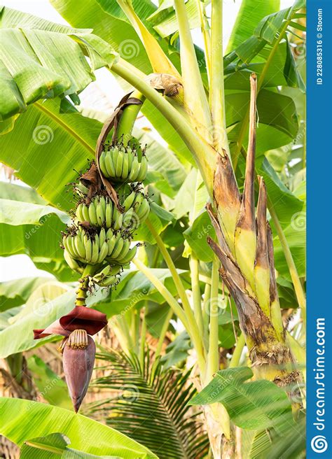 Banana Flowers Hanging On A Banana Tree Stock Photo Image Of Fresh