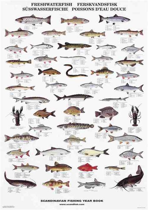 Fish Species Posters La Tene Maps