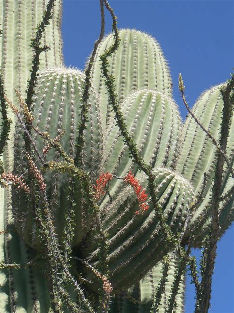 Arizona Desert Cactus April 2011 Cactus Plants Cactus Plants