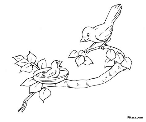 Mother And Baby Bird Coloring Page Pitara Kids Network