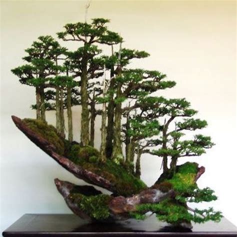 8 Stunning Rock Bonsai Trees Bonsai Empire