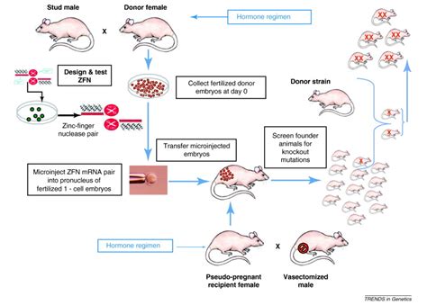Gene Targeting In The Rat Advances And Opportunities Trends In Genetics
