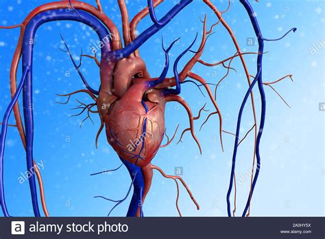Artificial Heart Valve High Resolution Stock Photography And Images Alamy