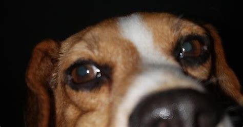 Dog Looking Down Dogslookingdown