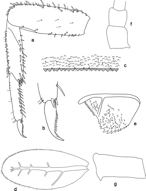 Labiobaetis Sabordoi Sp Nov Larva Morphology A Foreleg B Fore Claw C
