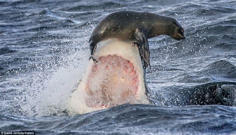 Seal Manages To Escape Great White Shark By Balancing On Beasts Nose