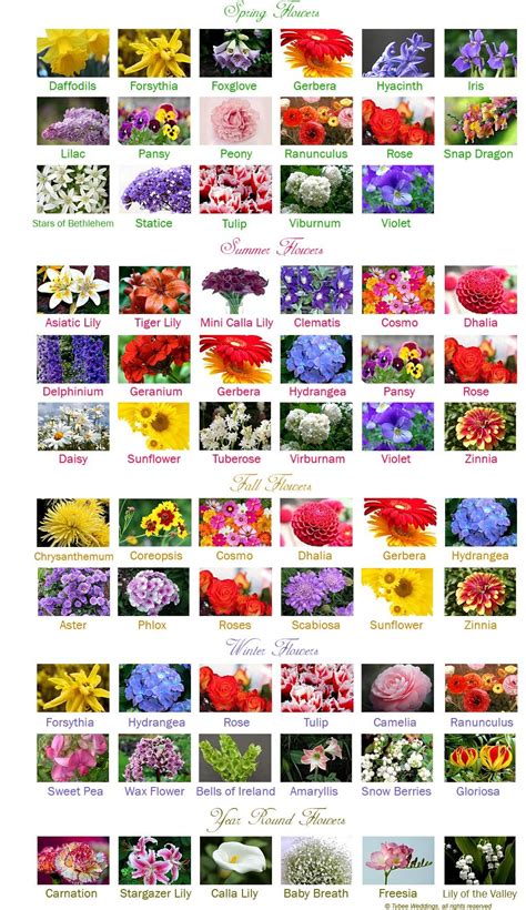 The 25 Best List Of Flower Names Ideas On Pinterest Flowers Name