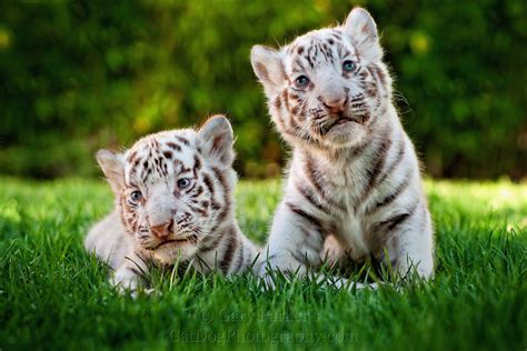 Two Cute White Tiger Baby Cubs Animals Pinterest