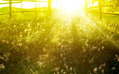 Spring Sunlight Over Grassy Field Wallpaper Nature And Landscape