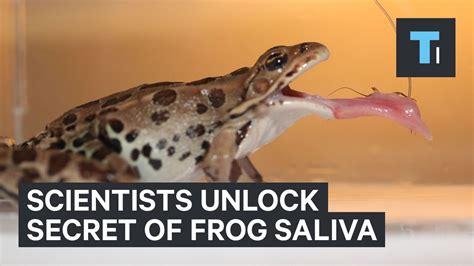Slow Motion Footage Reveals The Unique Way Frogs Capture Their Prey