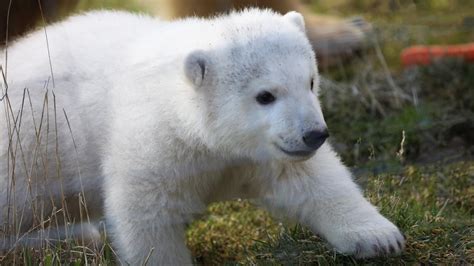 Meet Brodie Name Of Polar Bear Cub Born At Highlands Wildlife Park Is