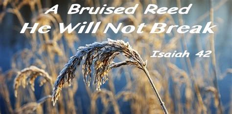 A Bruised Reed He Will Not Break Greensburg Baptist Church