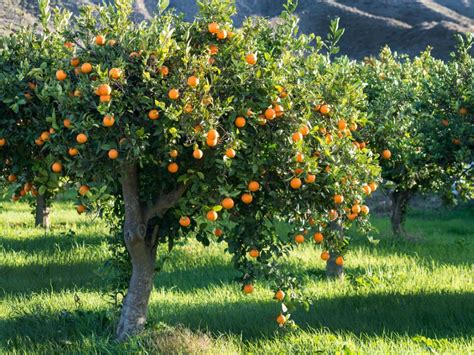 How To Take Care Of Your Orange Tree My Heart Lives Here