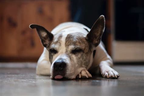 Lethargic Dog 10 Conditions That May Be The Culprits 2022