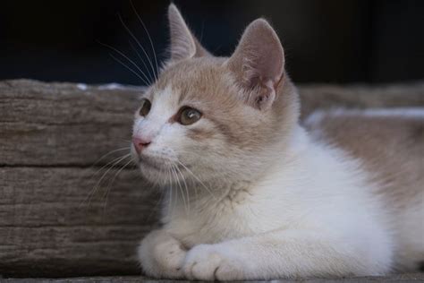 Sprains, strains, and pulled muscles. Symptoms of a Cat With a Sprained Leg | Cuteness