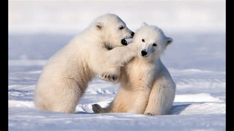 Polar Bear Cubs Telling Secrets Rhardcoreaww
