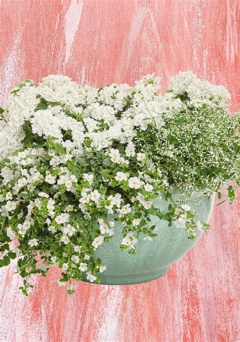 Living Wedding Centerpiece White Plants Container Plants White Flowers