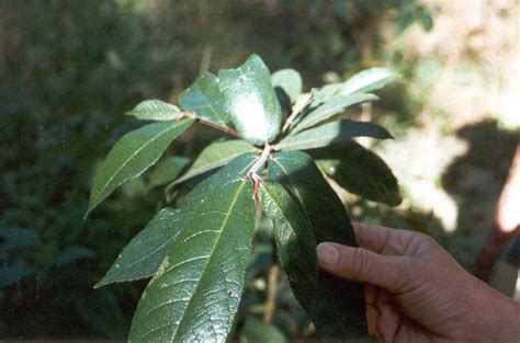 Species Profile—ficus Coronata Creek Sandpaper Fig Environment