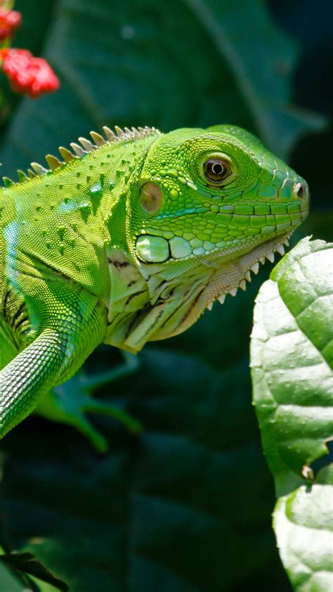 Wallpaper Iguana Reptiles Green Aimal Flowers Eyes Leaves Dragon