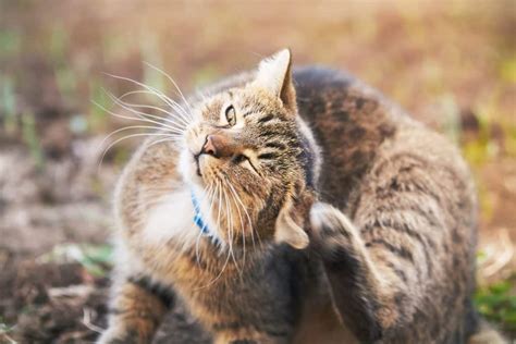14 Reasons Why Your Cat Shakes Their Head And When To See A Vet